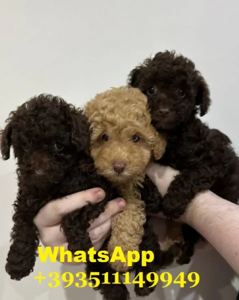 Regalo bellissimi cuccioli di barboncino maschio e femmina | Foto 1