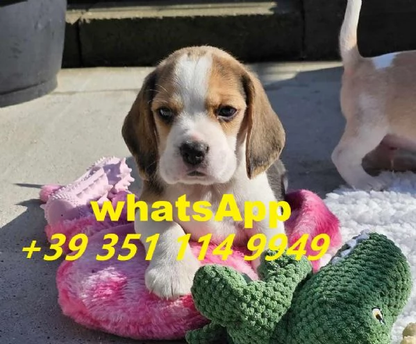 Regalo bellissimi cuccioli di Beagle maschio e femmina