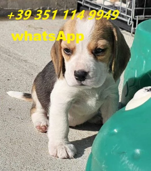 Regalo bellissimi cuccioli di Beagle maschio e femmina | Foto 1