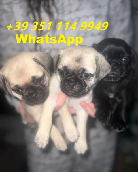 Regalo bellissimi cuccioli di Carlino maschio e femmina