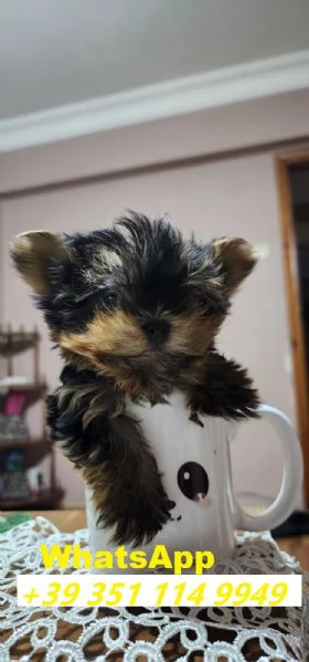 Regalo bellissimi cuccioli di Yorkshire maschio e femmina | Foto 2
