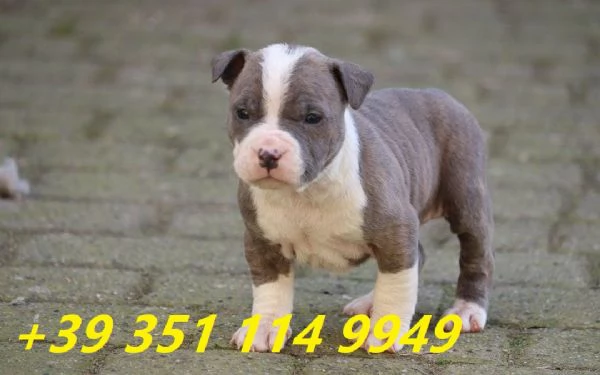 Regalo bellissimi cuccioli di Pitbull maschio e femmina | Foto 2