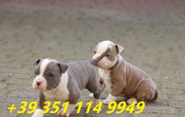 Regalo bellissimi cuccioli di Pitbull maschio e femmina | Foto 1