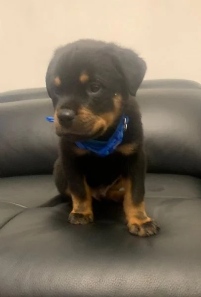 Regalo bellissimi cuccioli di Rottweiler maschio e femmina | Foto 1