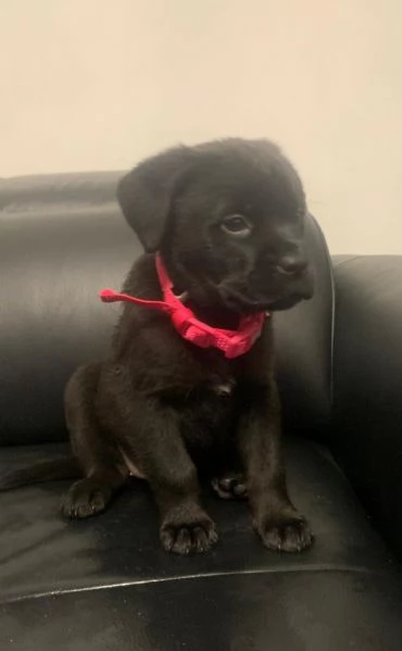 Regalo bellissimi cuccioli di Rottweiler maschio e femmina | Foto 0