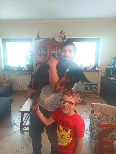 Cedo cucciolone di beauceron 