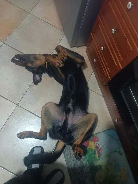 Cedo cucciolone di beauceron  | Foto 3