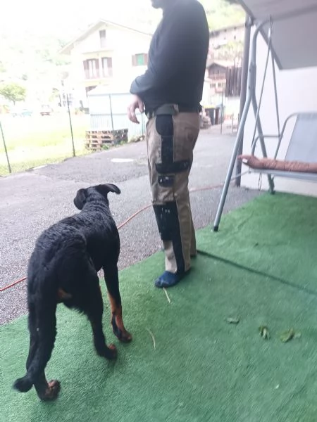 Cedo cucciolone di beauceron  | Foto 2