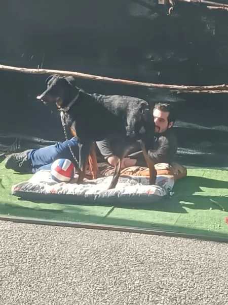 Cedo cucciolone di beauceron  | Foto 1