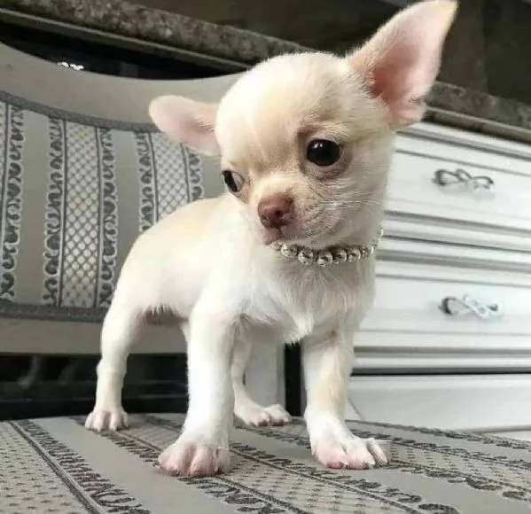 Cucciolo di Chihuahua adorabile
