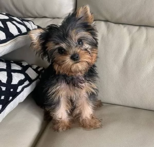 Cuccioli di Yorkshire Terrier