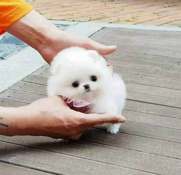 Cucciolo di Pomerania in adozione