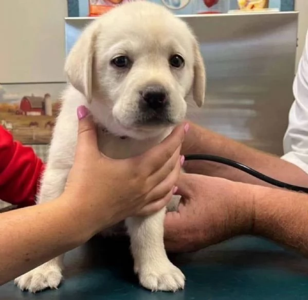 Cuccioli di Labrador disponibili per ladozione