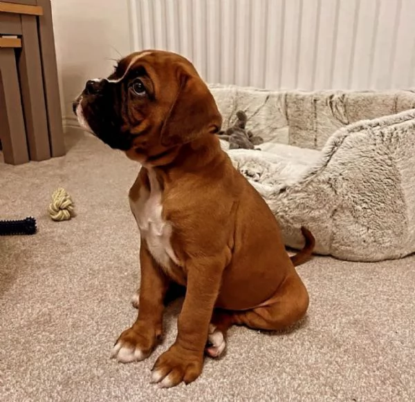 Grazioso cucciolo di Boxer in cerca di adozione