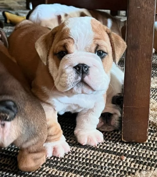 Cuccioli di Bulldog Inglese in adozione