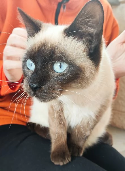 Celestino cerca casa