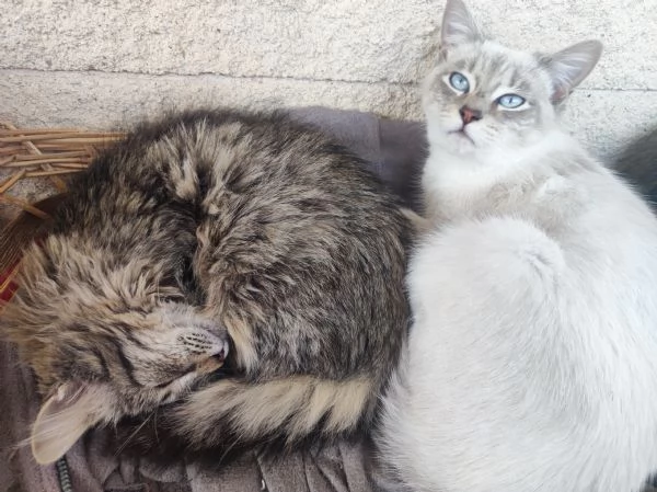 Bianchino cerca casa | Foto 2