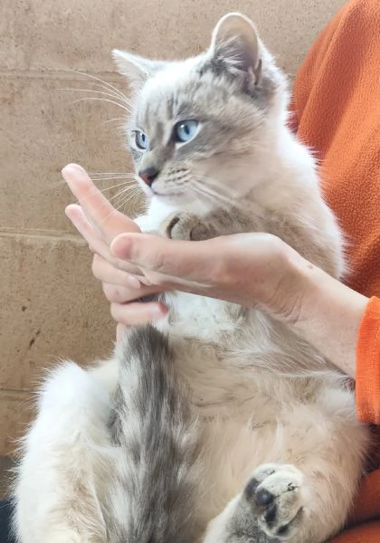 Bianchino cerca casa