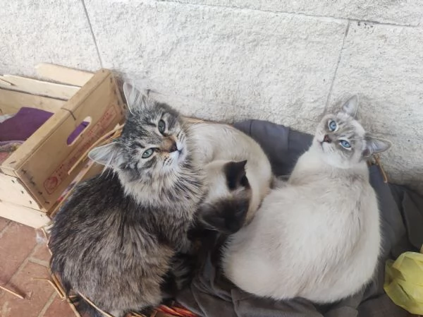 Bianchino cerca casa | Foto 1