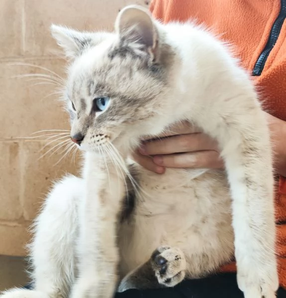 Bianchino cerca casa | Foto 0