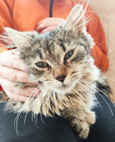 Bella cerca casa | Foto 1