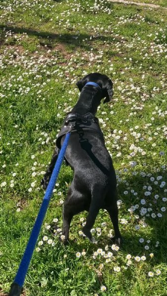 Regalo Bracco Tedesco A Pelo Corto | Foto 1