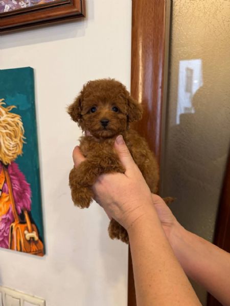 Cuccioli di barboncino disponibili per ladozione | Foto 1