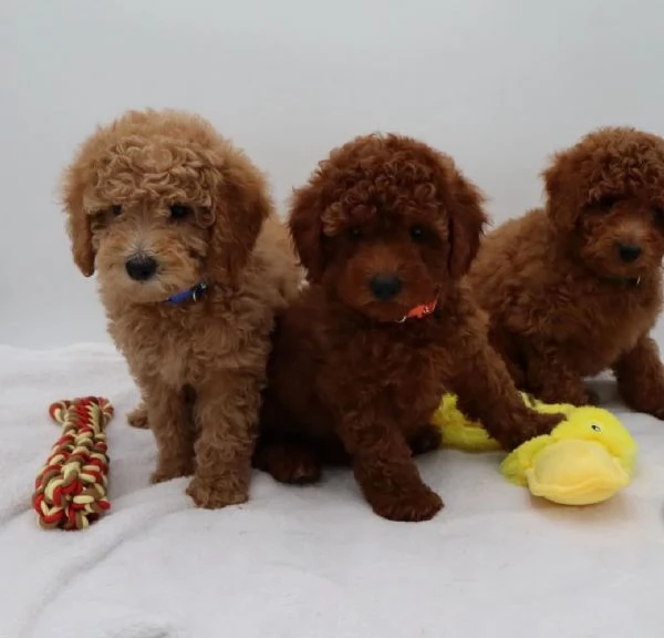 Cuccioli di barboncino disponibili per ladozione