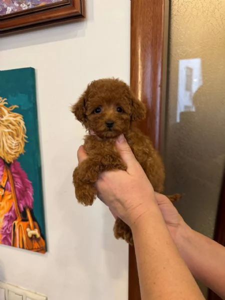 Cuccioli di barboncino disponibili per ladozione | Foto 1