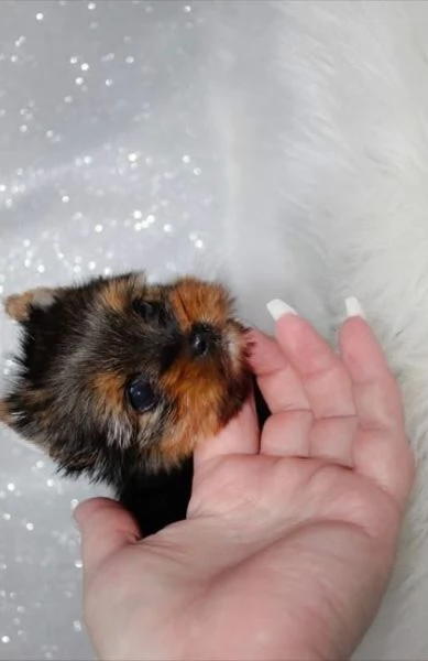 Yorkshire Terrier cuccioli maschio e femmina | Foto 0