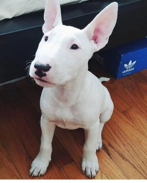 Bull Terrier cuccioli maschio e femmina