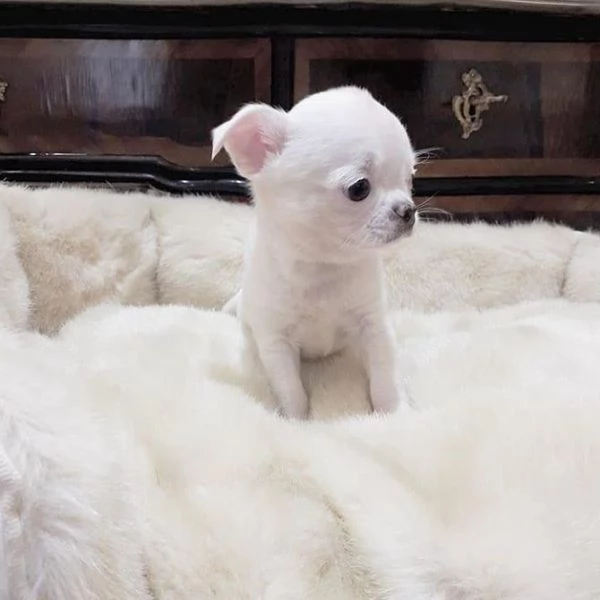 Chihuahua Toy cuccioli maschio e femmina