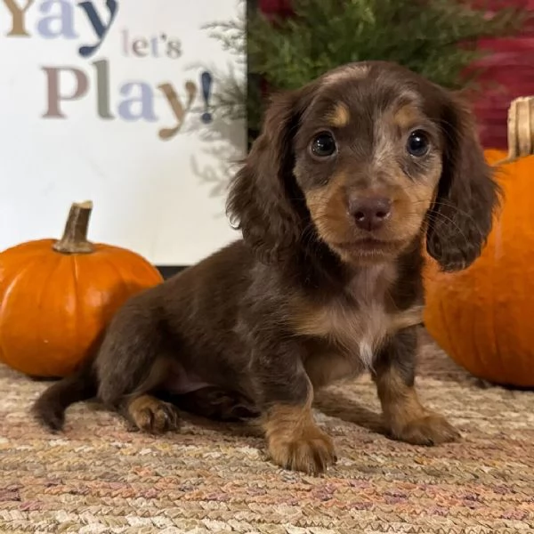 Bassotto cuccioli maschio e femmina