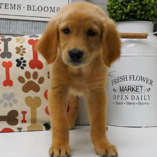 Golden Retriever cuccioli maschio e femmina | Foto 0