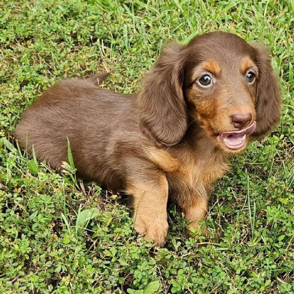 Bassotto cuccioli maschio e femmina