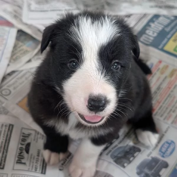 Border Collie cuccioli maschio e femmina | Foto 0