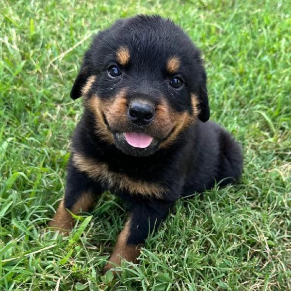 Rottweiler cuccioli maschio e femmina