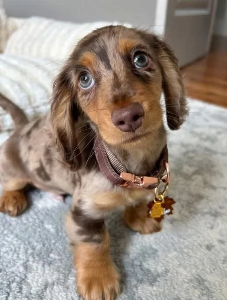 Bassotto cuccioli maschio e femmina | Foto 0