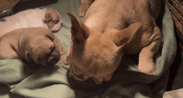 Bulldog francese big rope