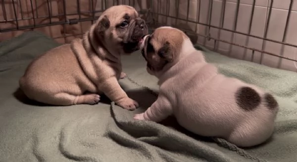 Bulldog francese big rope | Foto 4