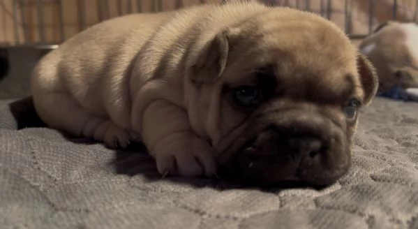 Bulldog francese big rope | Foto 3