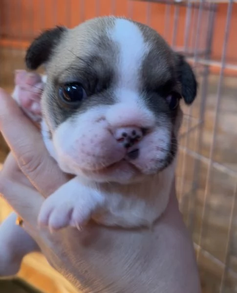 Bulldog francese big rope | Foto 2