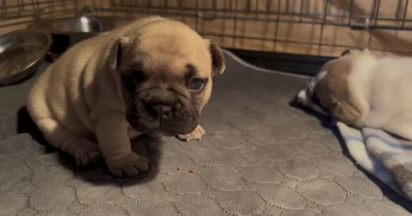 Bulldog francese big rope | Foto 1