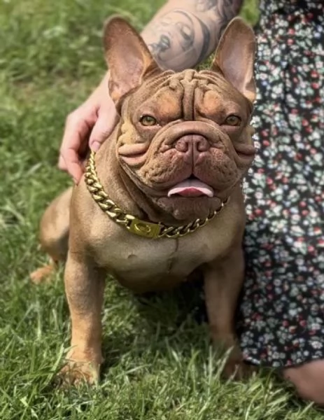 Big rope velvet bulldog francese | Foto 4