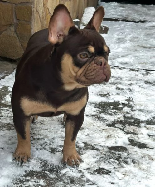 Big rope velvet bulldog francese | Foto 3