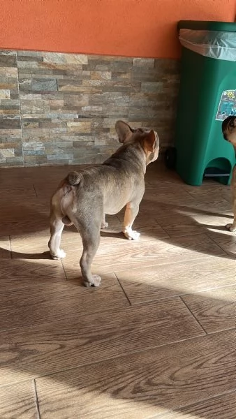 Big rope velvet bulldog francese | Foto 2