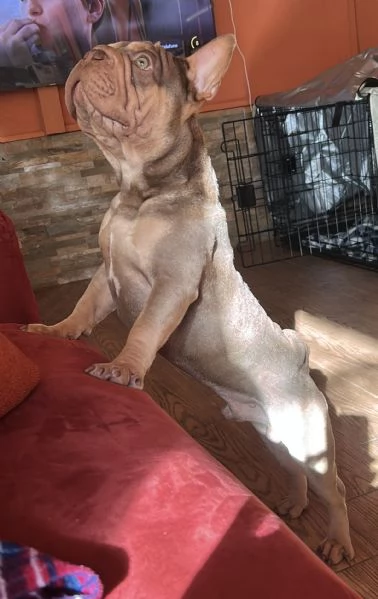 Big rope velvet bulldog francese | Foto 0