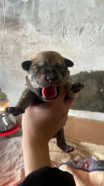 REGALO Cuccioli cane 