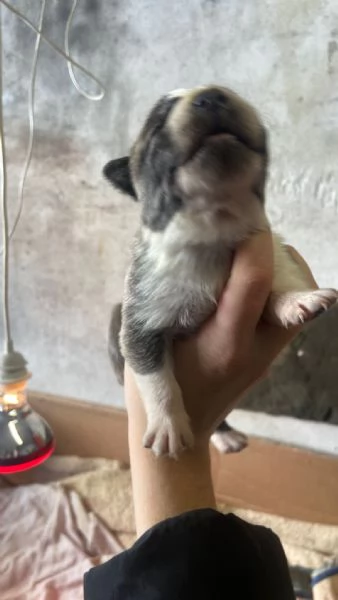 REGALO Cuccioli cane  | Foto 6