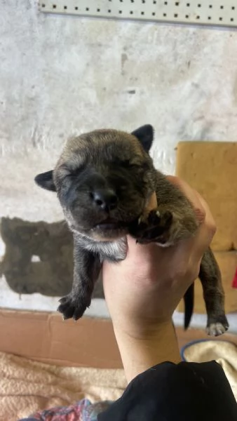 REGALO Cuccioli cane  | Foto 4